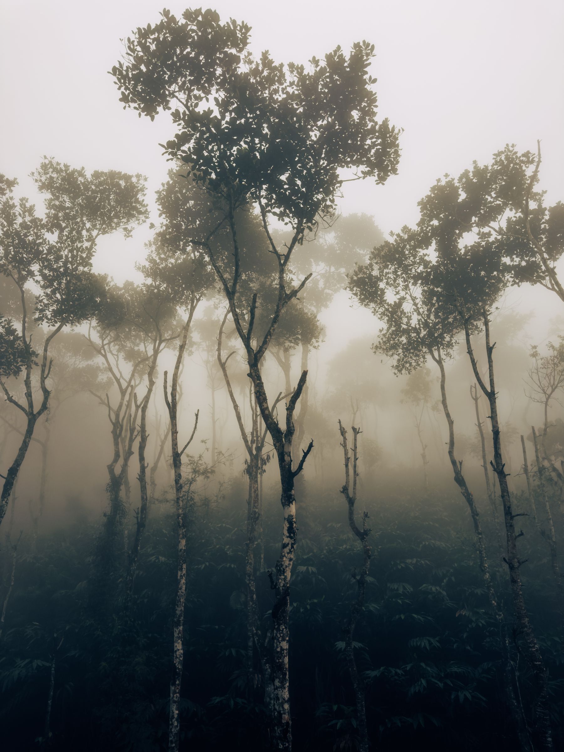 Mistic Forest (Portrait)